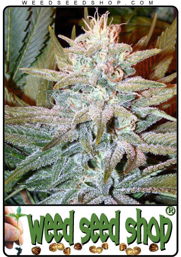 kaufen Aurora Indica