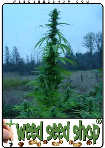 kaufen Big Bud Femminized