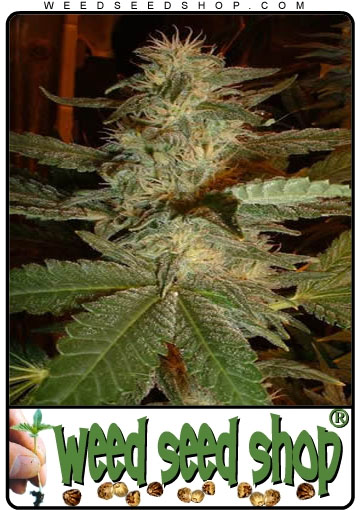 kaufen Blue Mystic