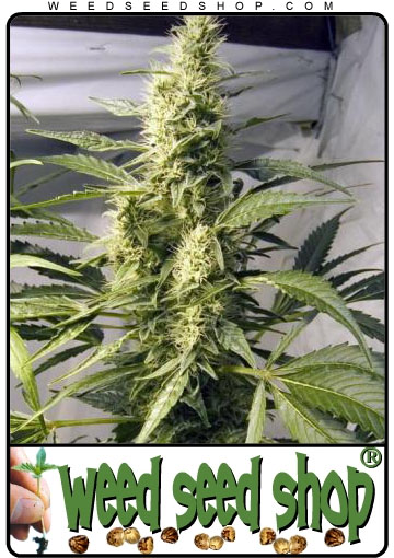 kaufen Northern Light x Haze