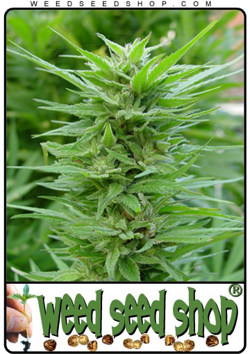 kaufen PPP Feminized