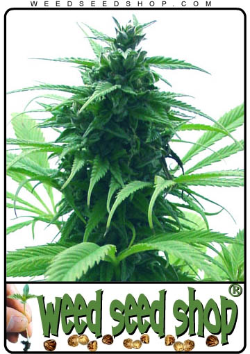 kaufen Super Skunk Feminized