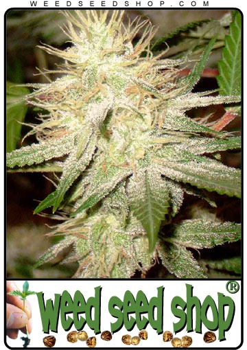 kaufen White Widow Feminized